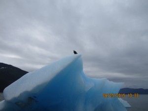Eagle on the Glacier