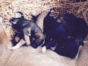 Juneau Sled Dog Puppies